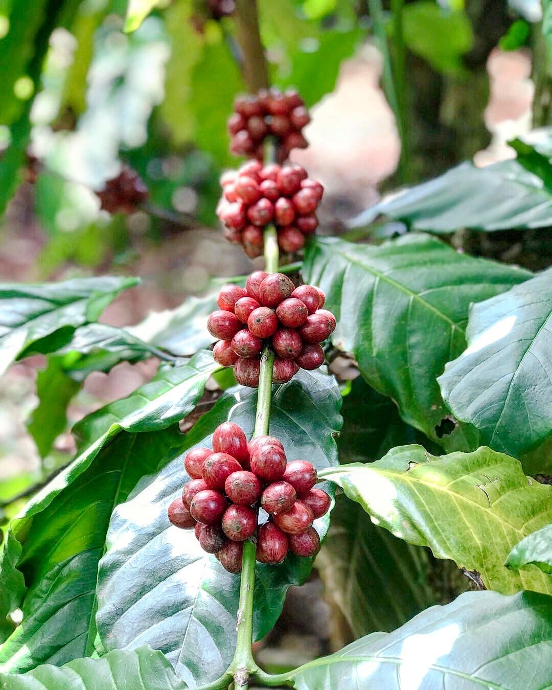 Bonbon Coffee banner